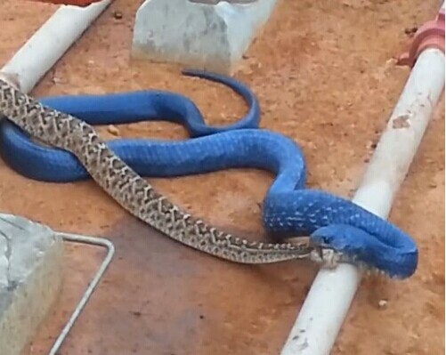 蓝色蛇吞食响尾蛇