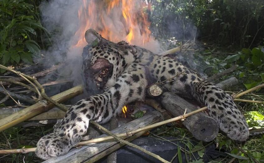 印度花豹袭击5名拾柴村民反被烧死